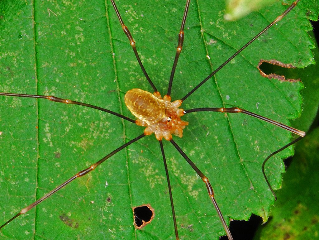 Opilio canestrinii ♂ - Phalangiidae